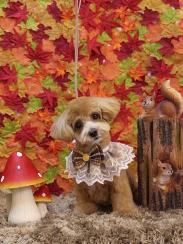 20241107茶々ちゃん